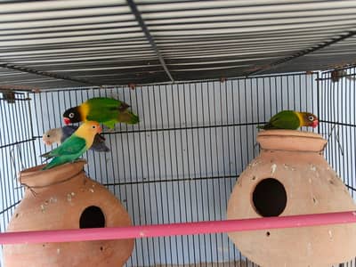 Lovebirds setup with cage