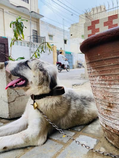 AFGHAN KUCHI DOG BABY