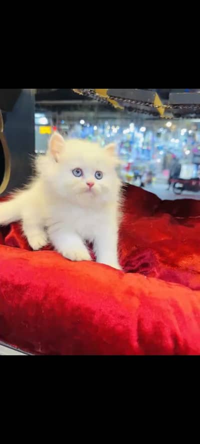 persian cat for sale MywatsapppNumber0341-15-94-140
