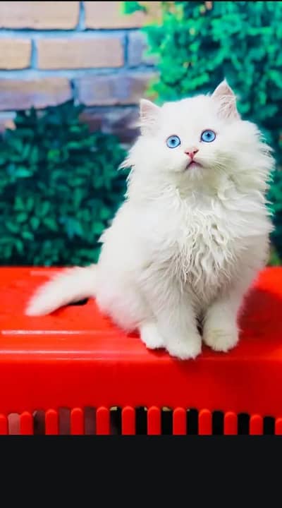 Persian cat for sale my WhatsApp number 0322-97-21-876