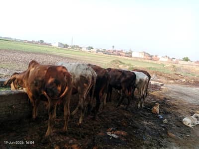 cow bail
