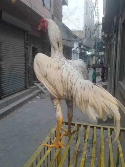 pure japnese shamo