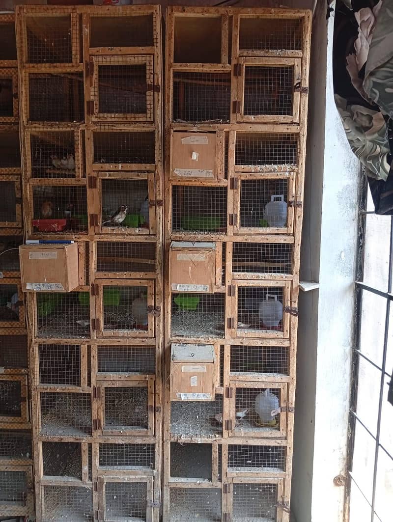 cages 1