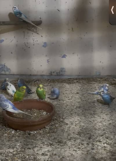 I selling my budgies