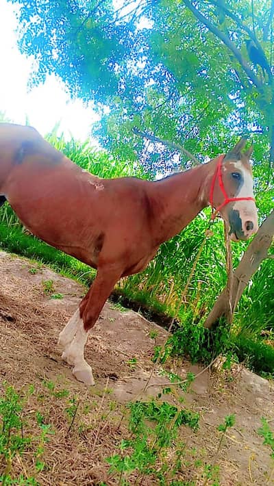 desi ghodi bahut zabardast  breeds breeder