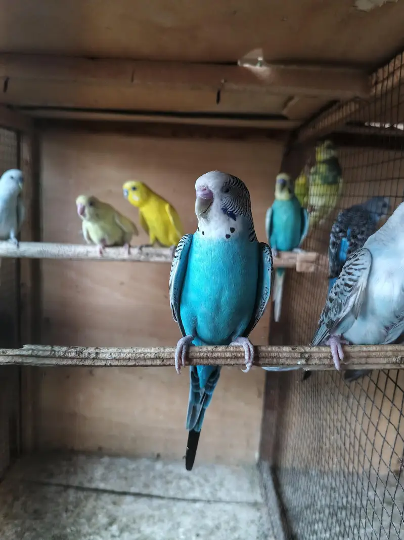 Australian parrots breeder pair king size home breed setup wind-up Kar