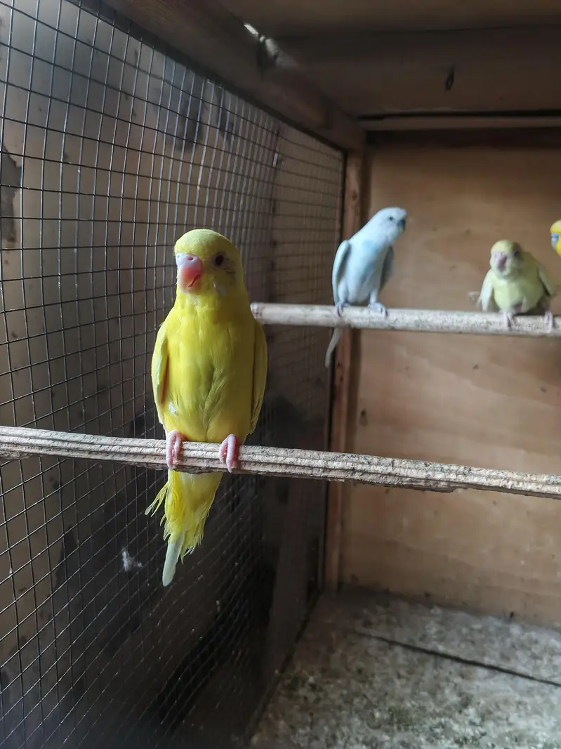 Australian parrots breeder pair king size home breed setup wind-up Kar — photo 2