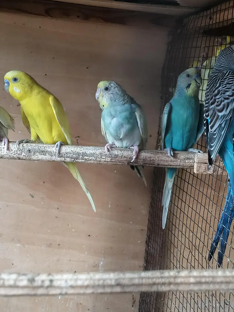 Australian parrots breeder pair king size home breed setup wind-up Kar — photo 3