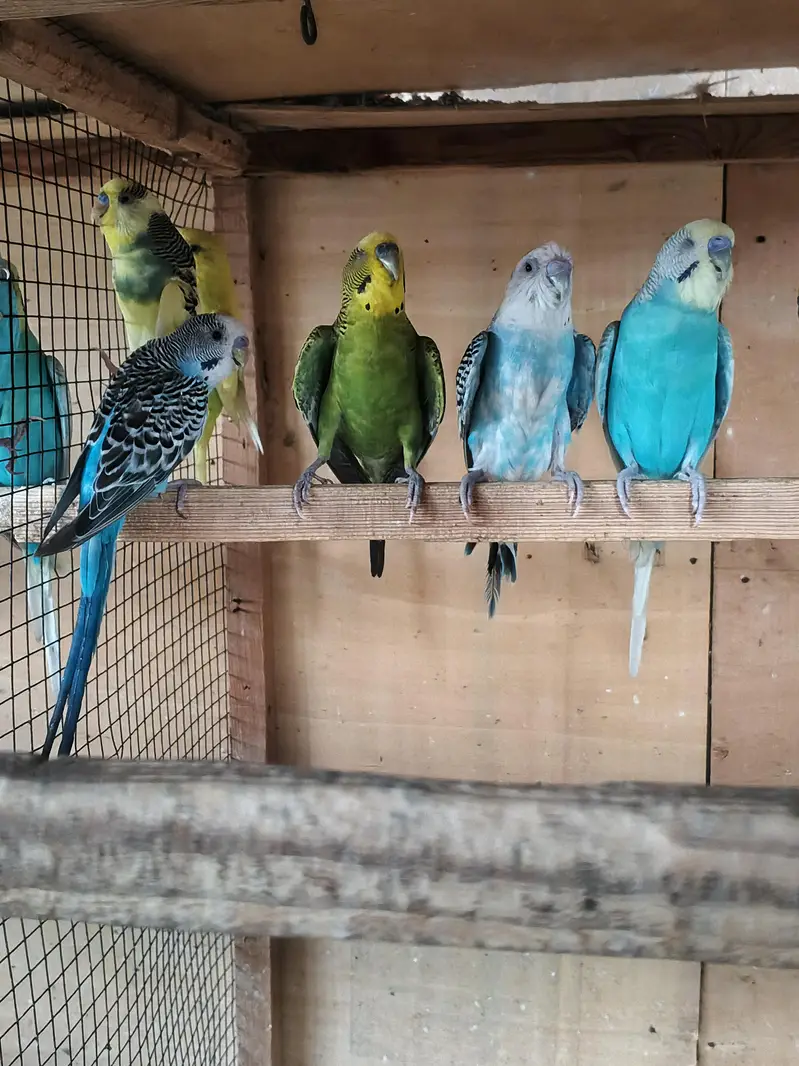 Australian parrots breeder pair king size home breed setup wind-up Kar — photo 4