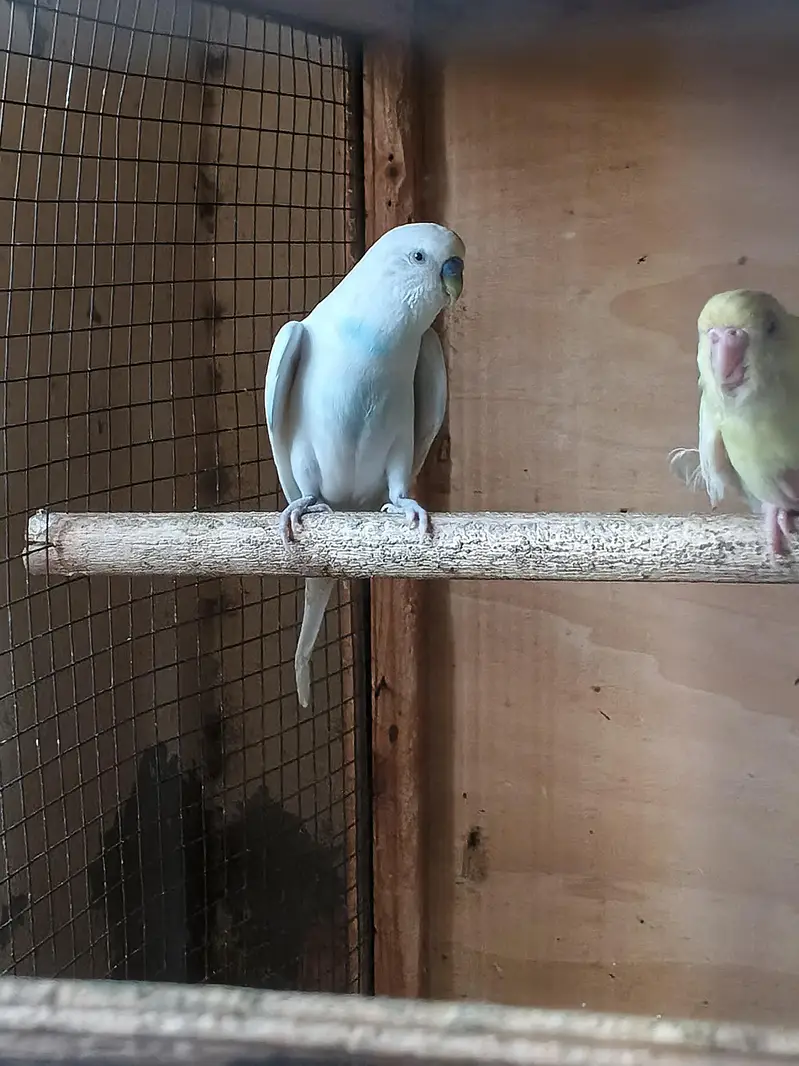 Australian parrots breeder pair king size home breed setup wind-up Kar — photo 5