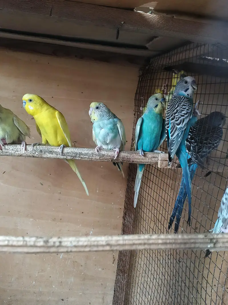 Australian parrots breeder pair king size home breed setup wind-up Kar — photo 6