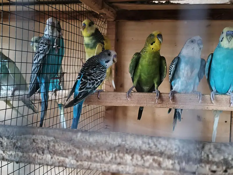 Australian parrots breeder pair king size home breed setup wind-up Kar — photo 7