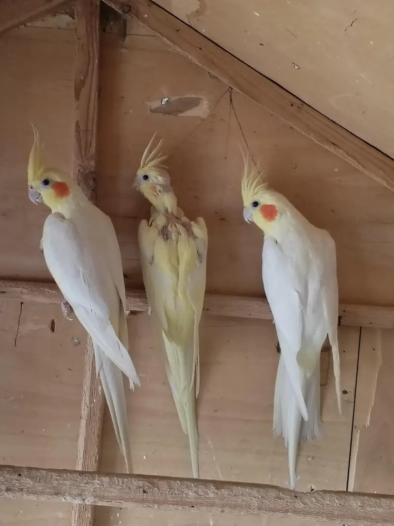 Australian parrots breeder pair king size home breed setup wind-up Kar — photo 8