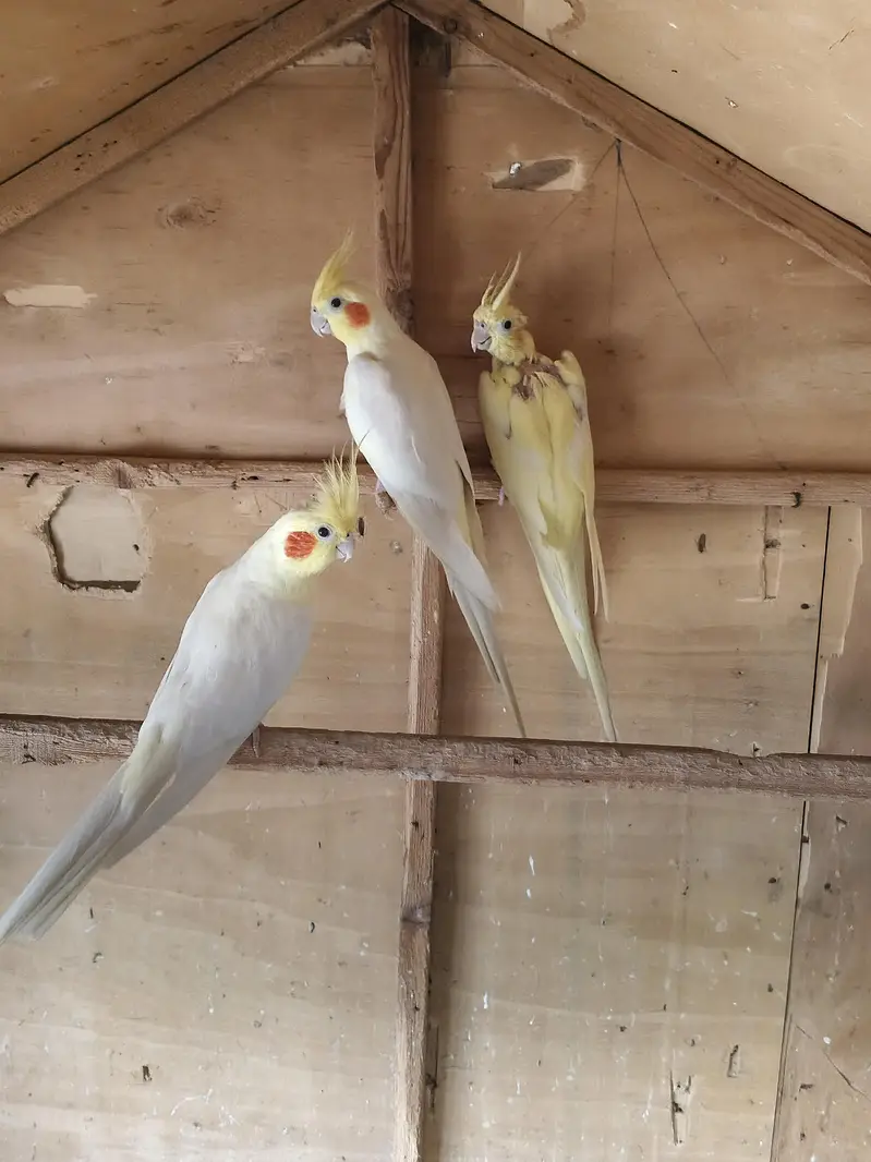 Australian parrots breeder pair king size home breed setup wind-up Kar — photo 9