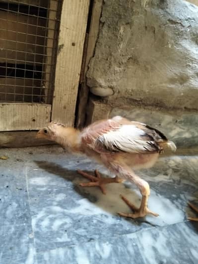 Aseel chick male patha