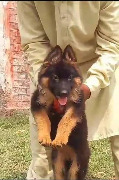 Quality German shepherd puppies contact  Whatsapp  03413177865