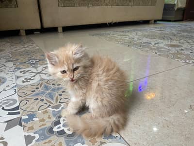 Healthy and Playful Kitten Available for Sale