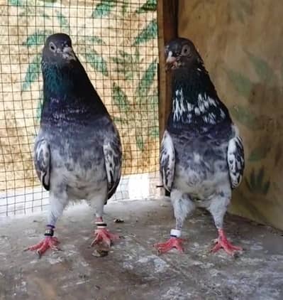 4 Bareedr Pair Achi Quality K Ache Result