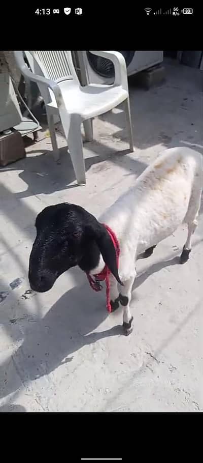 dumba for sale healthy and active need cash Argent sale