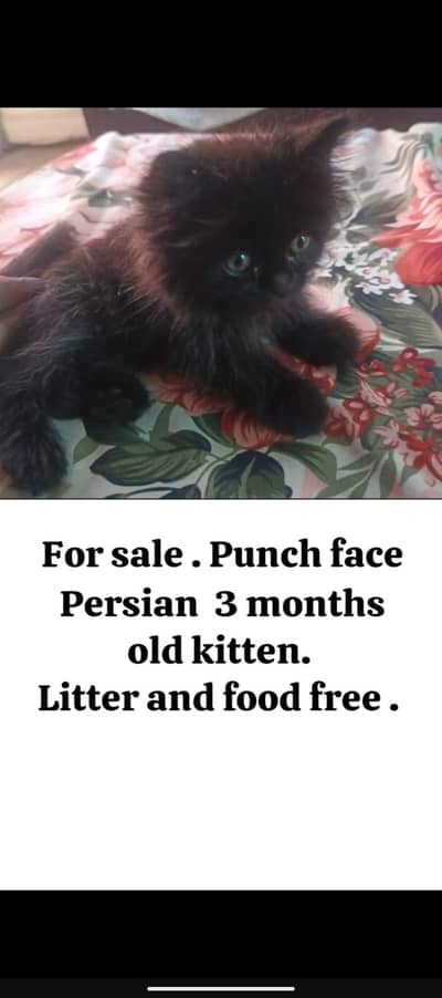 Persian kitten