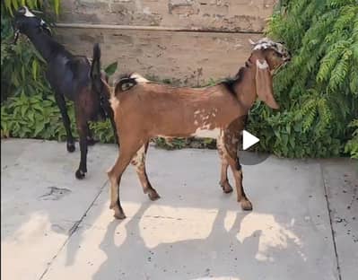 Desi Bakray