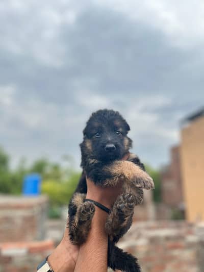 BHALCK&TAIN GermenShaperd LING COAT PUPPIES AVAILABLE