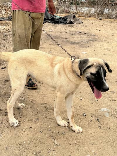 Turkish Kanga Malel 4.5 Months Puppy (Fully Vaccinated With Record)
