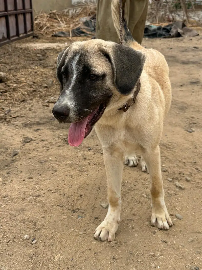 Turkish Kanga Malel 4.5 Months Puppy (Fully Vaccinated With Record) — photo 2
