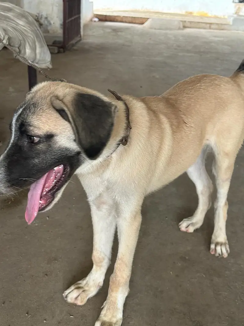 Turkish Kanga Malel 4.5 Months Puppy (Fully Vaccinated With Record) — photo 3