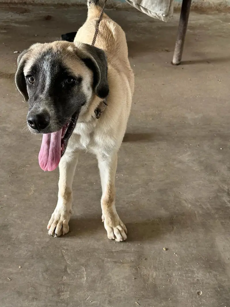Turkish Kanga Malel 4.5 Months Puppy (Fully Vaccinated With Record) — photo 4