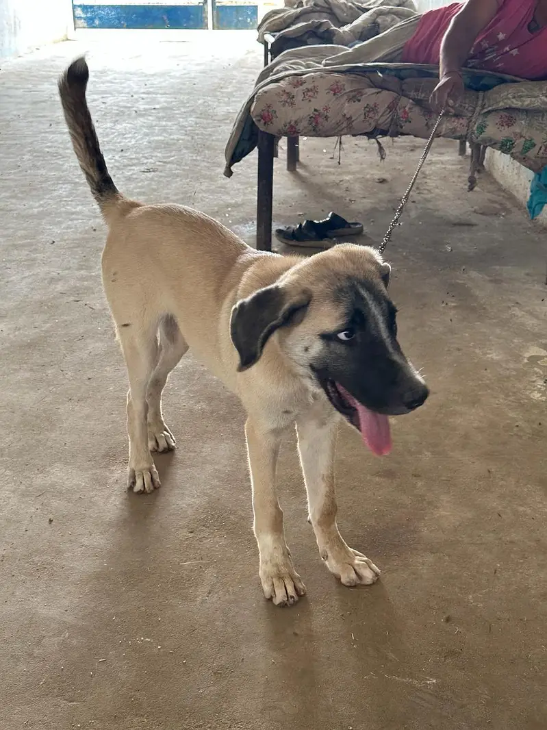 Turkish Kanga Malel 4.5 Months Puppy (Fully Vaccinated With Record) — photo 5