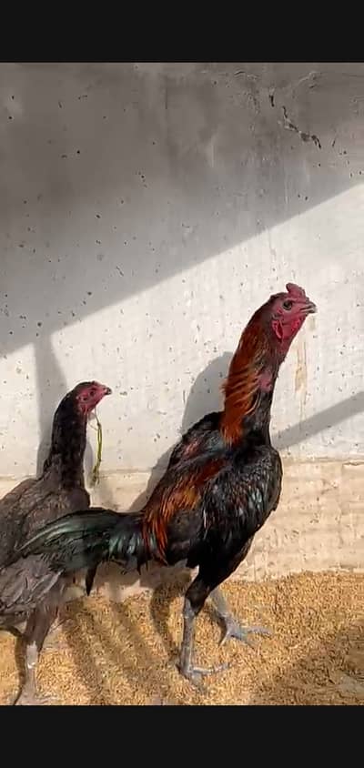 Black Dragon aseel murga | Pakoye Female | Aseel Breeder pair