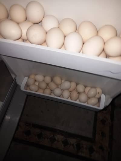 Fresh desi eggs