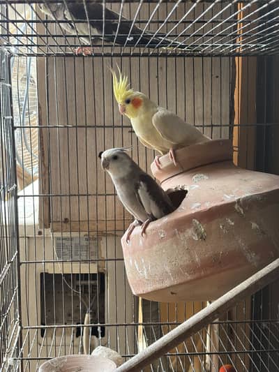 Cocktail pairs for sale