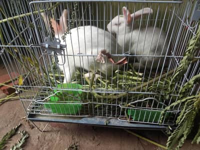 white rabbits with red eyes