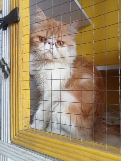 pekki facee breeder male