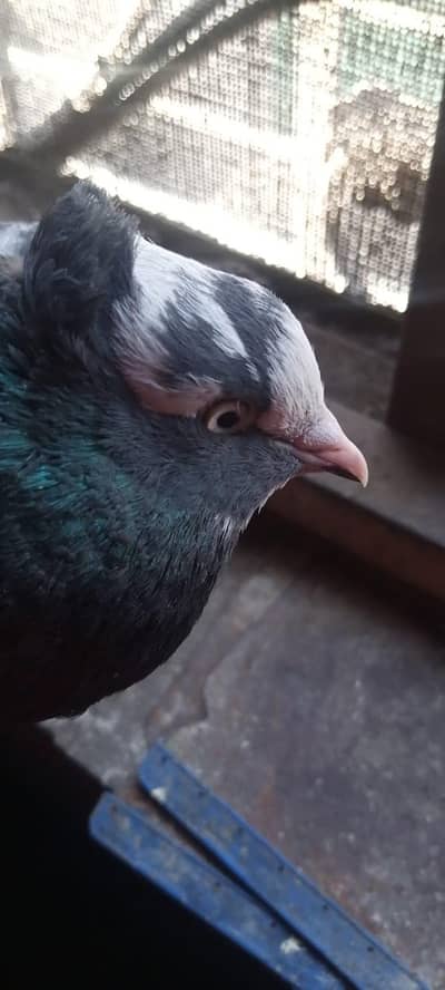 Gray lucka Pegion Male
