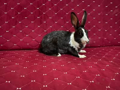 2 Big male and females rabbits and 5 kittens