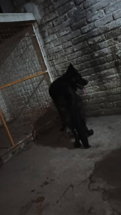 black German female for sale heat pa ai ha corce nai karei