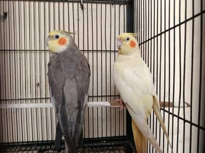 Cockateil Parrots Breeder Pair