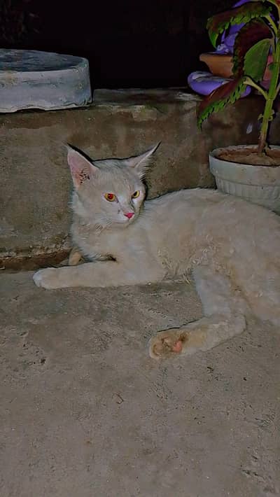 Russian male cat