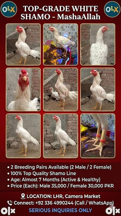 Aseel Shamo | paper white Shamo Murga | Shamo For sale | white Shamo