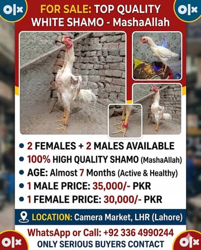 Aseel Shamo | paper white Shamo Murga | Shamo For sale | white Shamo