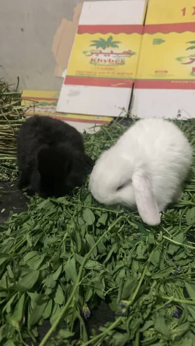 Holland lop bunnies for sale