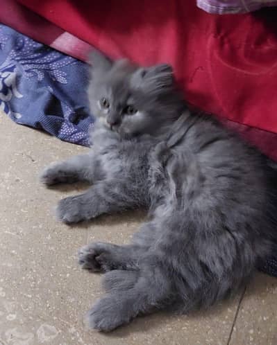 TURKISH angora kitten