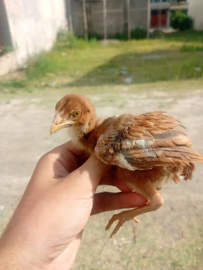 aseel chicks