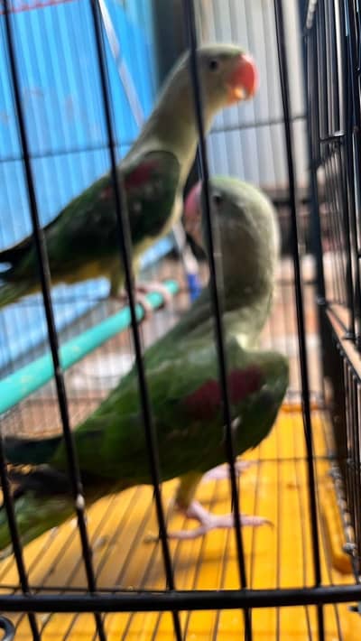 Raw parrot
