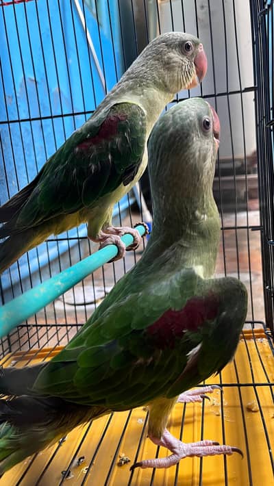 Raw parrot