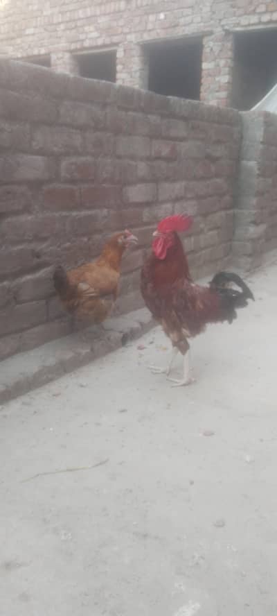 Egg  laying pair for urgent sale Ghar Kay play huain hain
