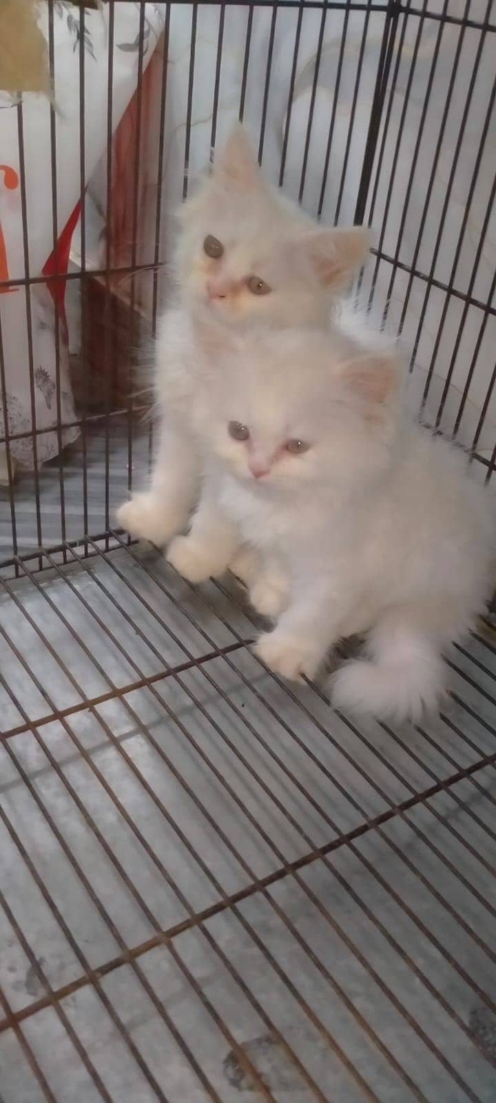 Persian kittens 2
